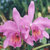 Cattleya Warscewiczii M nur Blüte