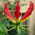 Gloriosa - Feuerlilie S