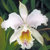 Cattleya Midi Orchideen Ausstecher
