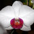 Phalaenopsis M Orchideen Ausstecher
