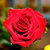 Rose 2"