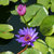 Wasserlilie Blütenblätter