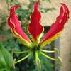 Gloriosa - Feuerlilie M
