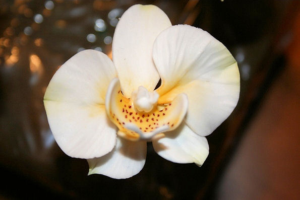 von Torten-Lotta aus Hamburg - Phaleanopsis Orchidee im Detail - verwendet wurde der Ausstecher Phaleanopsis M\\n\\n07.04.2010 20:23